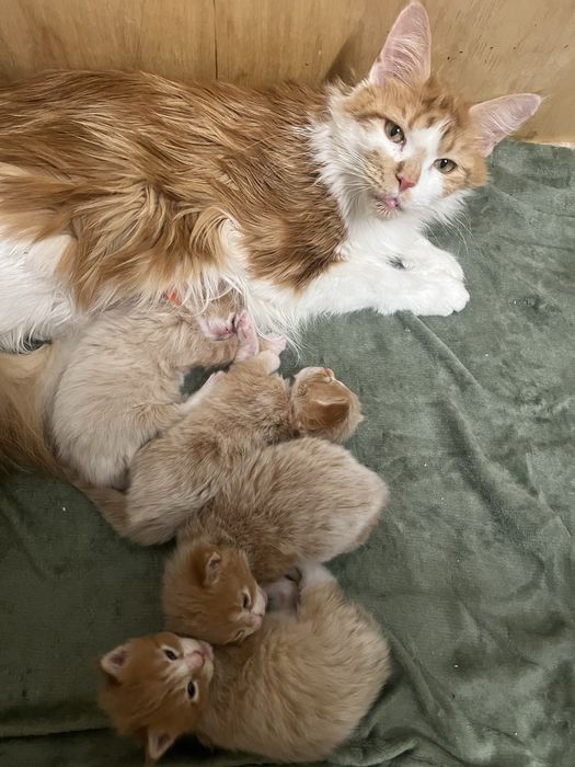 Kocięta  Maine Coon