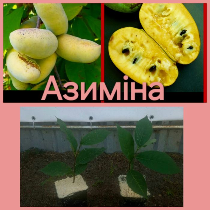 Саджанці Азиміни шести сортів