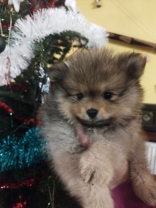 Pomeranian Zkwp szpic miniaturowy