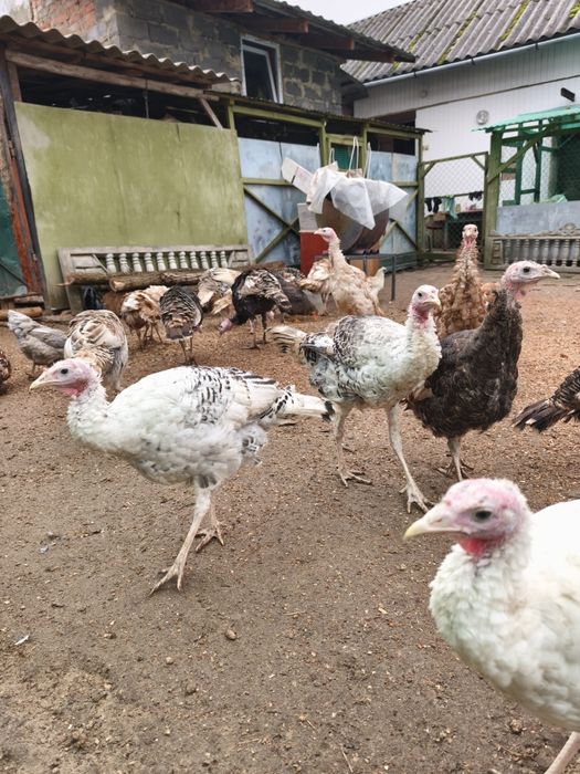 Індики молодняк різних порід