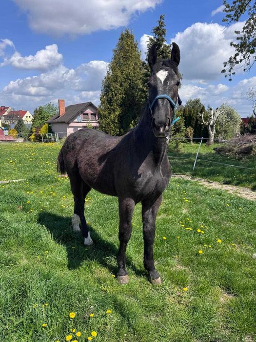 Roczny ogierek śląski