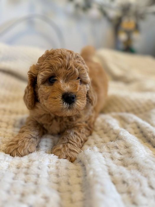 Pudel toy  z rodowodem