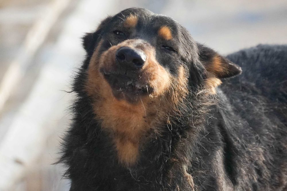 GRENIO - niewielki , wystraszony psiak