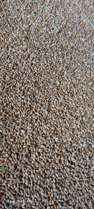 Pszenica ozima workowana 50,25  kg