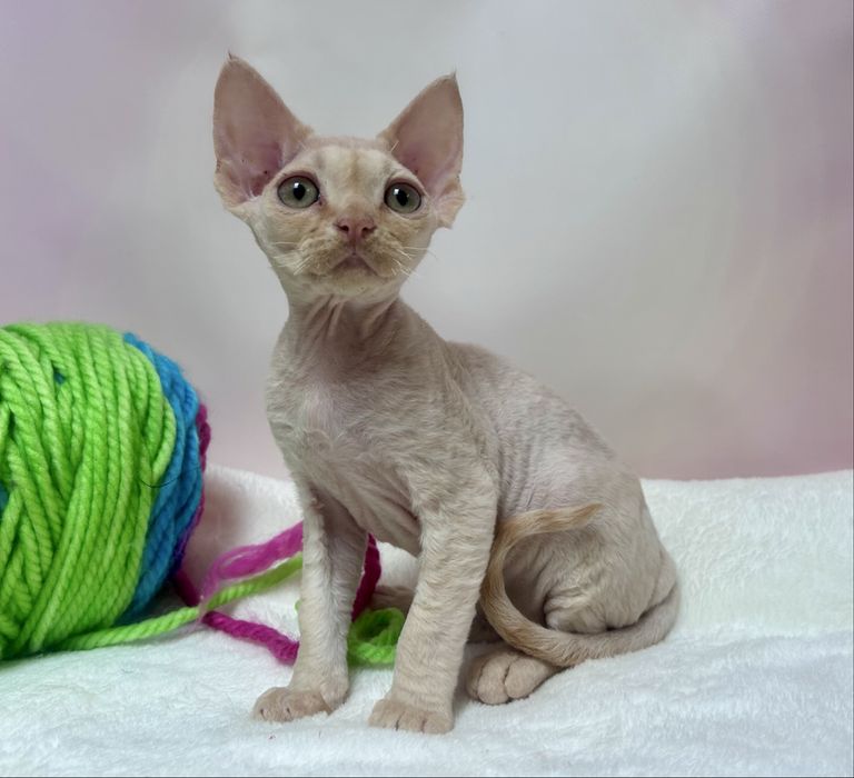 Uroczy kocurek devon rex, rudy,FPL, FIFE