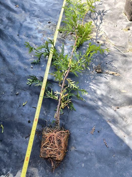 Tuje brabant 80cm, tuje szmaragd 90cm z doniczek, ostatni dzwonek!!!