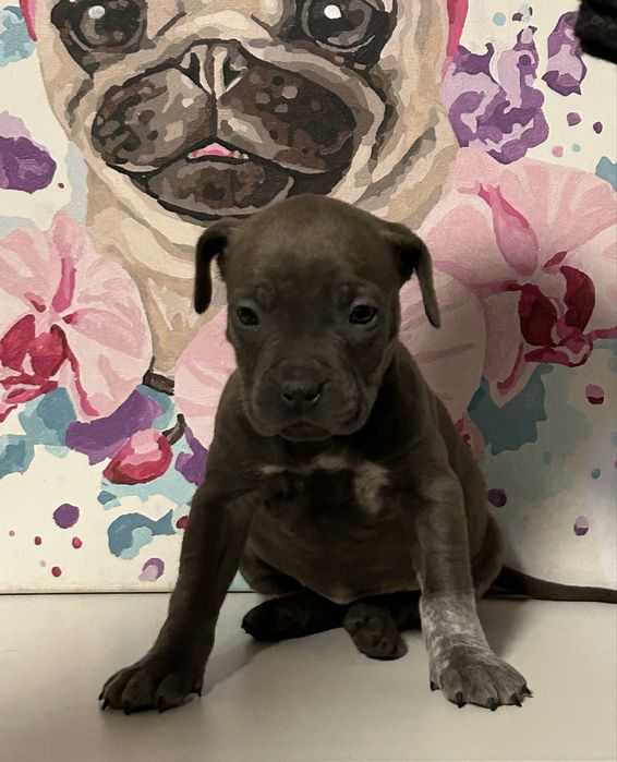 БРОНЬ! Наймиліші цуценятка Амстафф