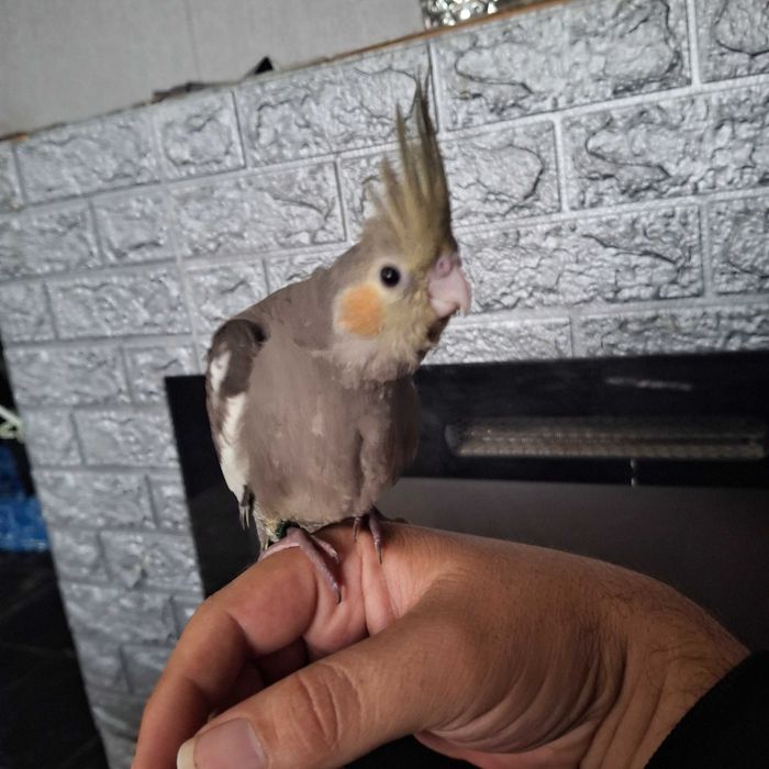Caturra criado a mao muito manso