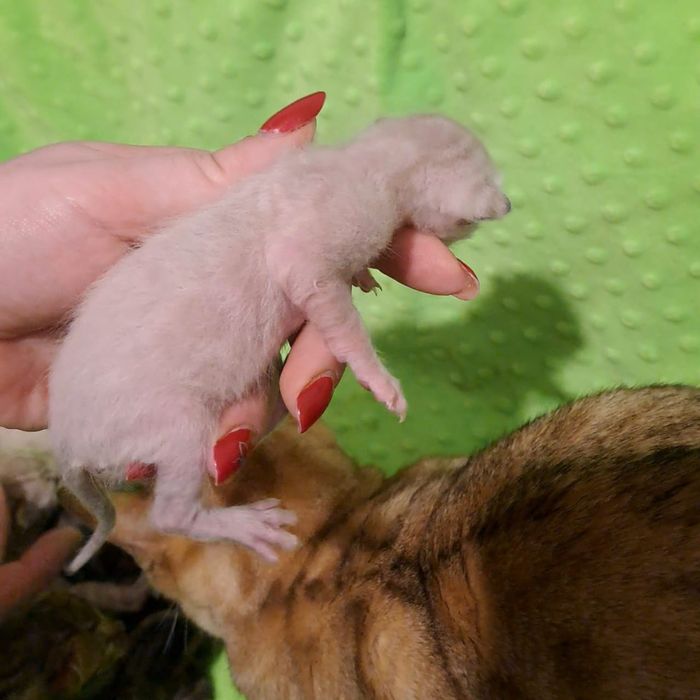 Бенгальский котёнок кот кошка