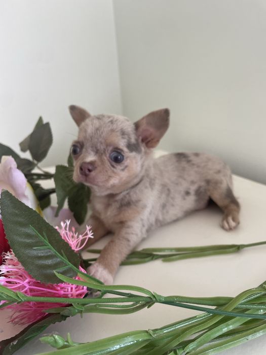 Chihuahua  femea   excelente merle chocolate