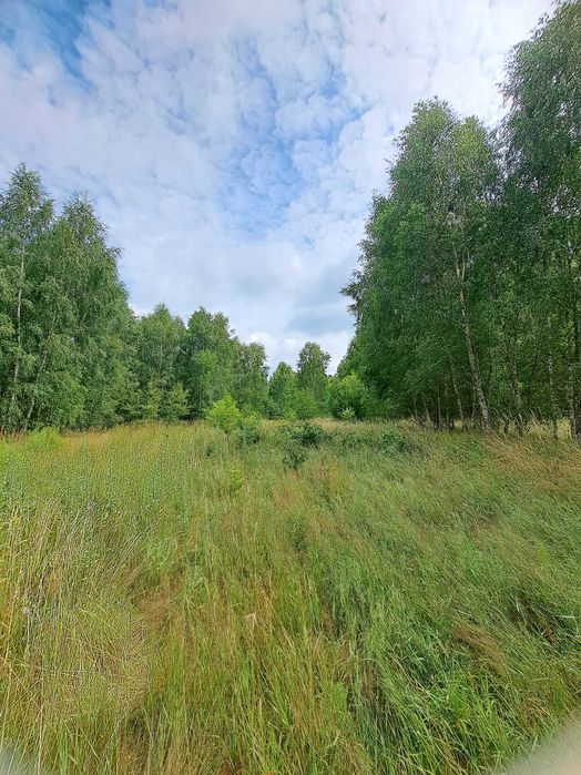 Sprzedam działkę budowlaną z własnym lasem, dla inwestora - Widok 4