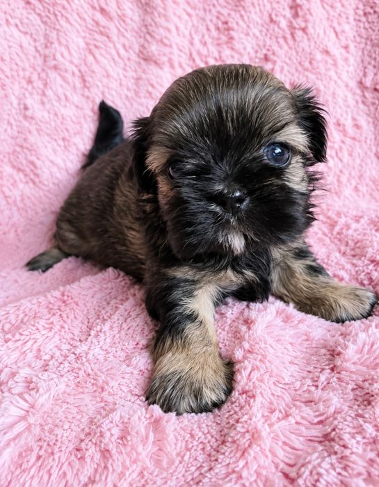 Roksanka urocza czarno czekoladowa dziewczynka shih tzu/ domowa hodowla