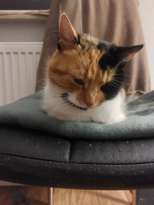 Mela koteczka do adopcji