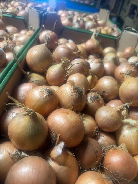 Sprzedam cebulę pakowana w worki 15kg