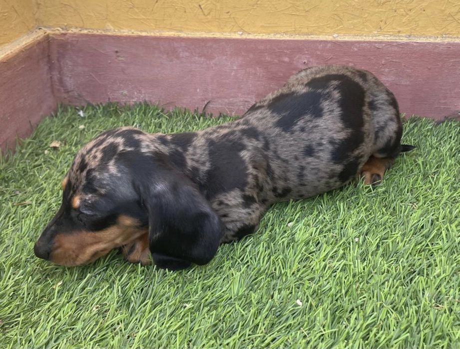 Macho Teckel Arlequim