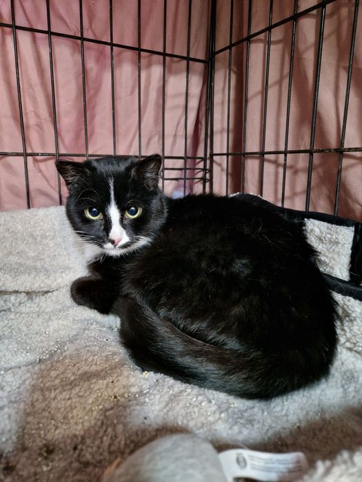 Nelu wstydliwy koteczek, zabrany z mrozu