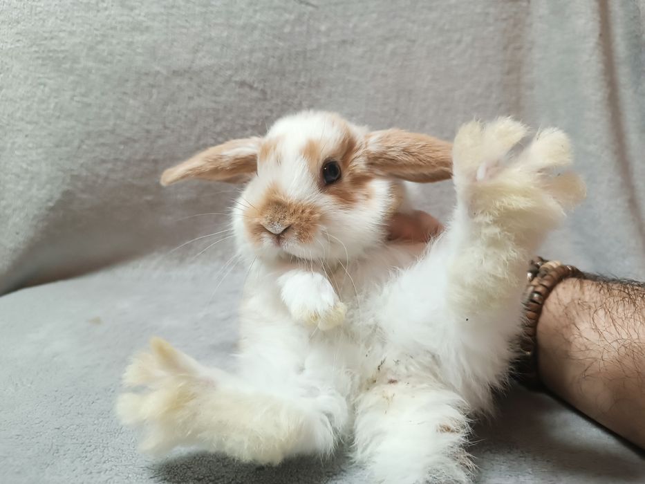 Królik karzełek baranek minilop króliki karzełki baranki CENA CAŁKOWIT