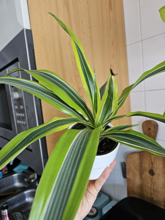 Plantas para troca/venda