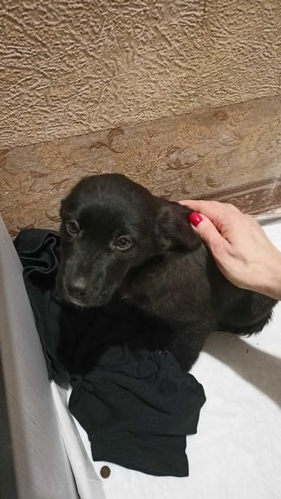 Цуцик в добрі руки. Терміново!