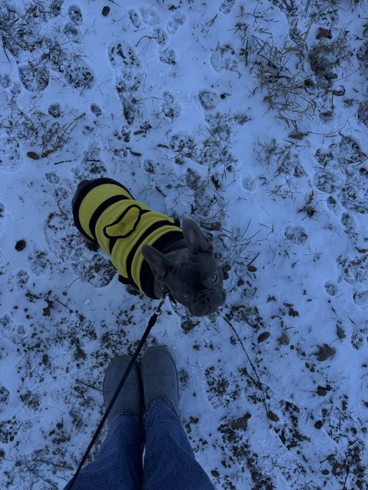 Срочно продам французкого бульдога