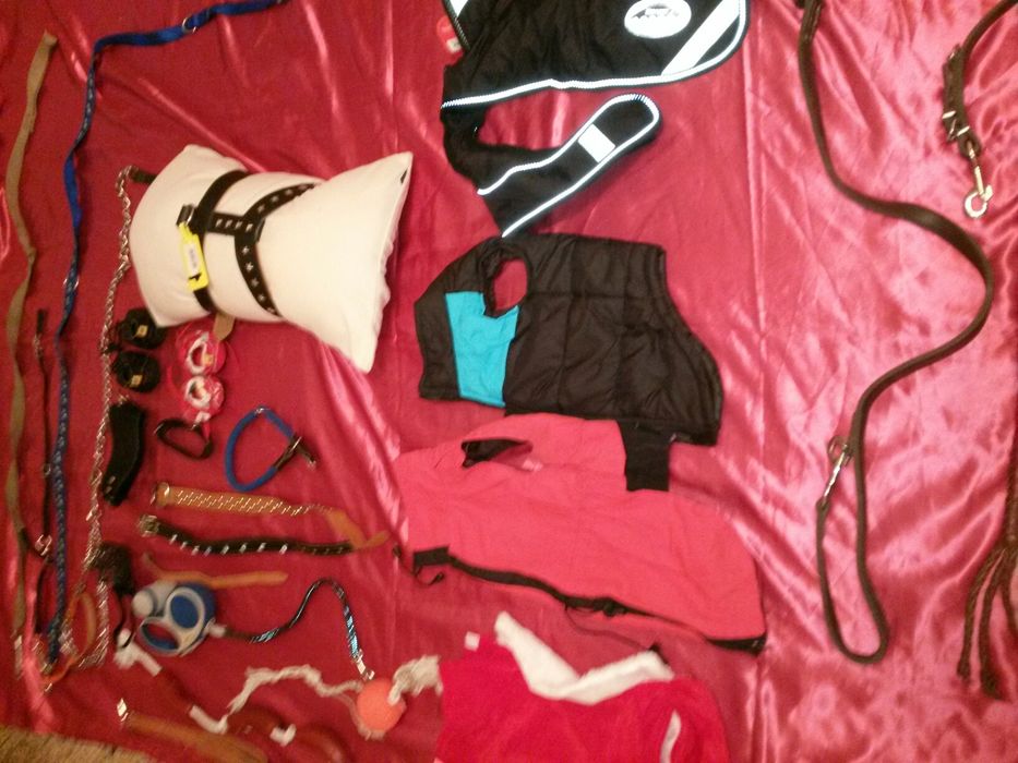 Одежда для собак