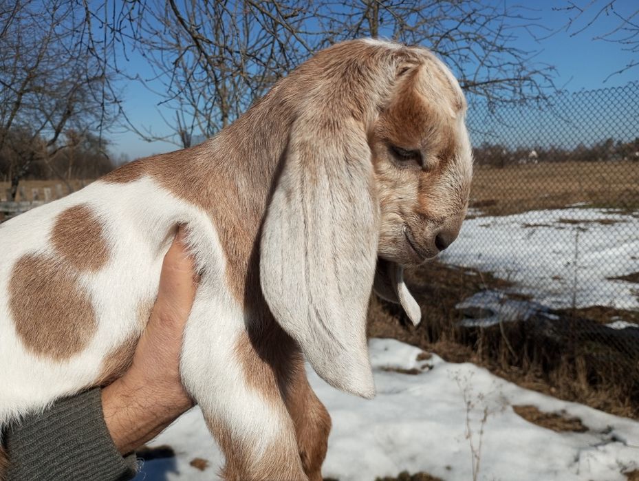 Козенята каморі-нубійські