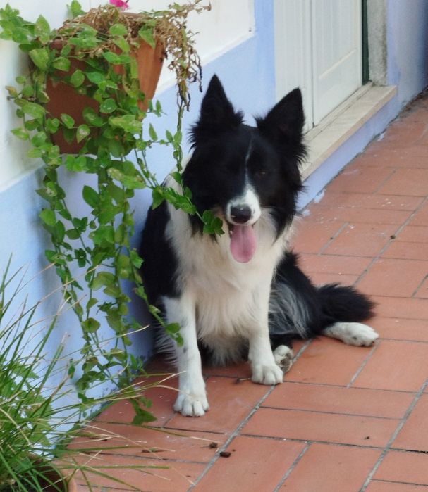 Border collie excelente linha beleza olho verde único