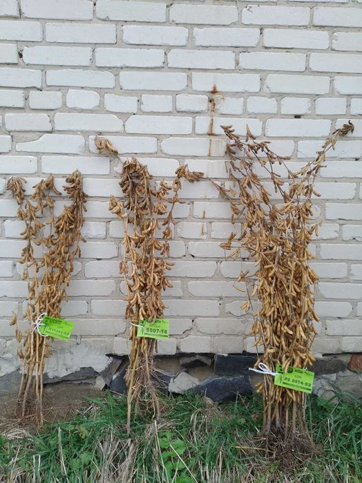 Продам насіння сої.