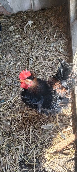 Galos cruzados e galos Pekin