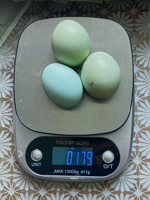 Інкубаційне яйце Легбар