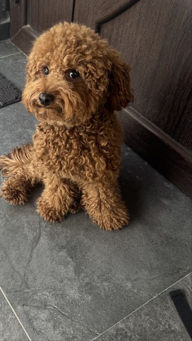 Вʼязка той пудель