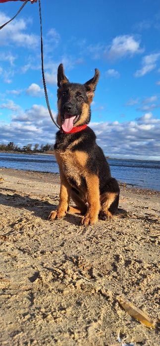 Цуценята німецької вівчарки шоу