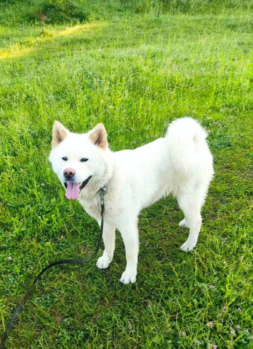 Кобель Акіта-іну, в'язка