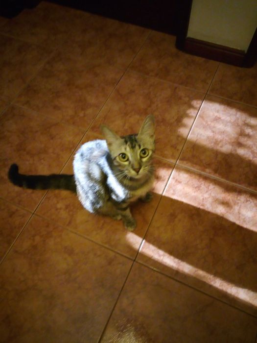 Dog walking / pet sitting