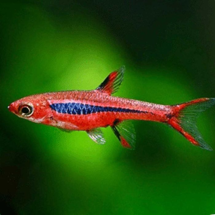 Razbora borneańska - Boraras brigittae - Rasbora - dowóz, wysyłka