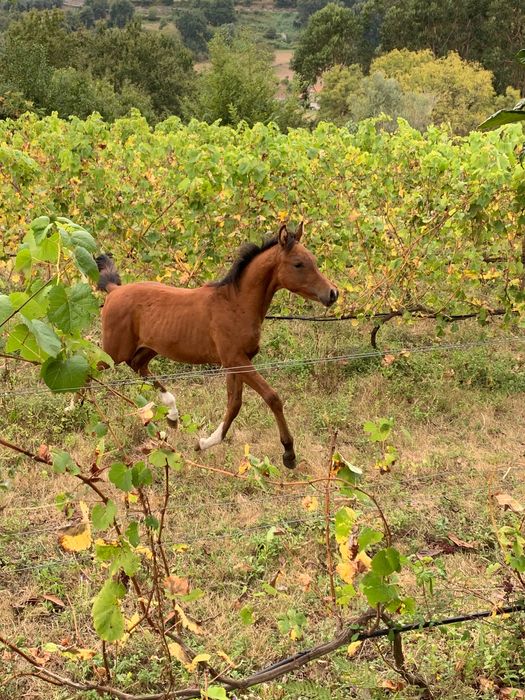 Potro puro sangue arabe