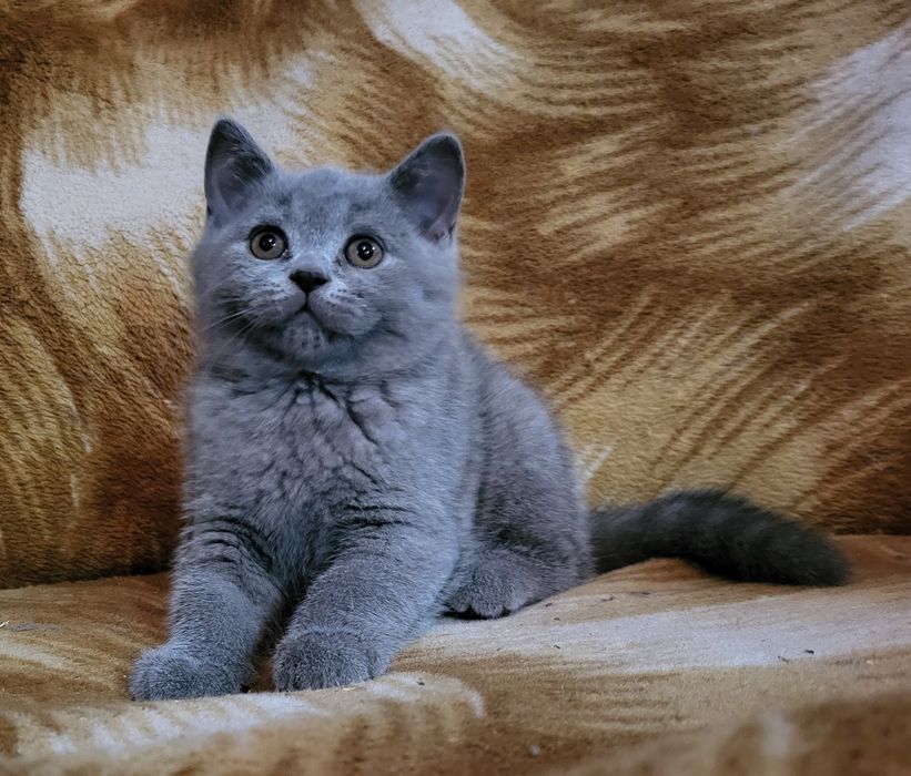 Kocurek  Brytyjski  niebieski  Rodowodów 5 pokoleniowy