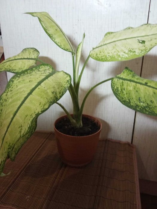 Диффенбахию продам