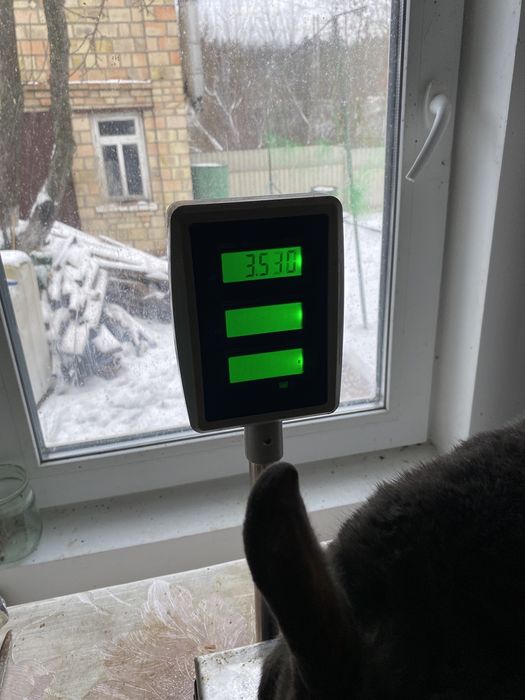 Кріль  порода «Віденьский голубий»