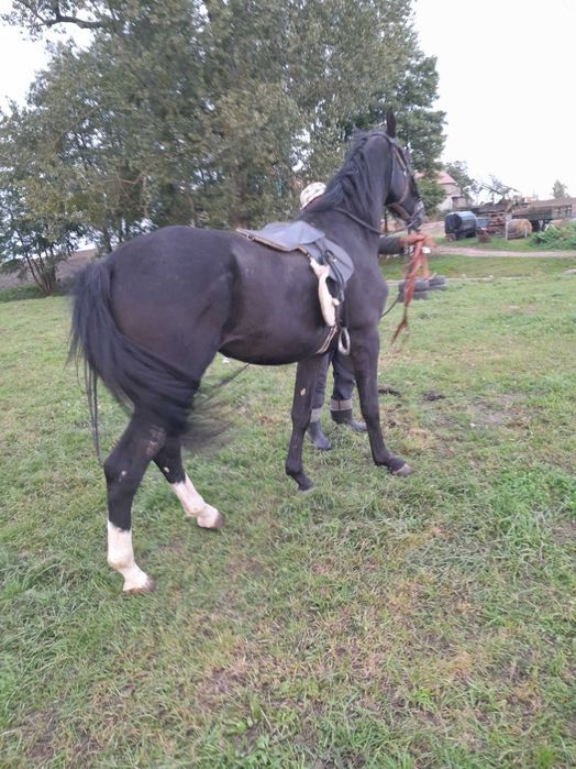 Wałach Wielkopolski na sprzedaż