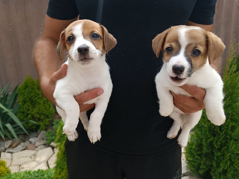 В поиске нового дома щенки Джеки