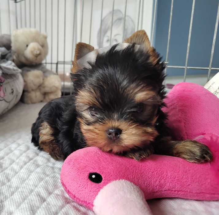 Yorkshire Terrier piękny piesek ZKwP FCI