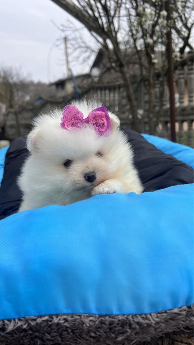 Дівчинка помераночка