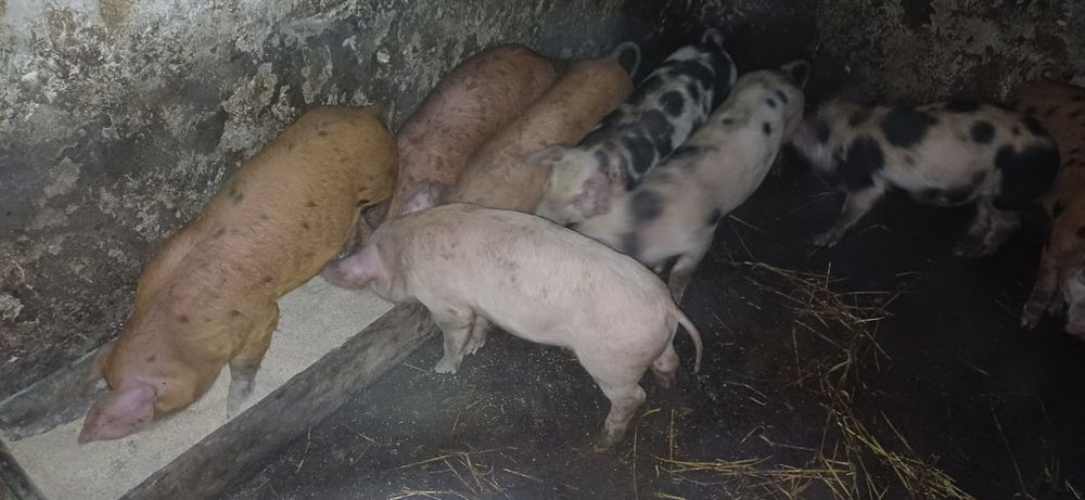 Продам домашні  свині