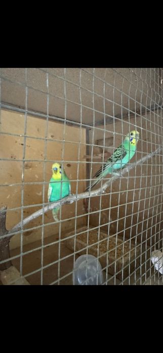 Casal periquitos australianos