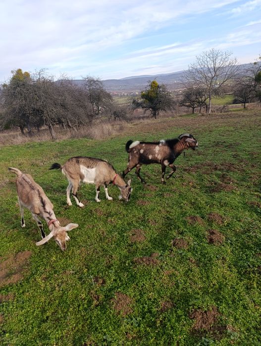 Кізоньки кози продам