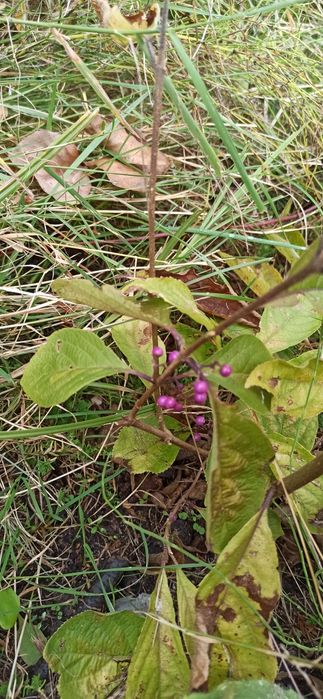 Rośliny ozdobne i krzewy