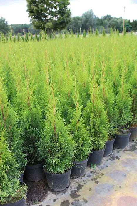 Tuja Szmaragd 50-80cm w doniczkach 1,5-2l , PROMOCJA!!!