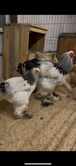 Продам півня світлої брами