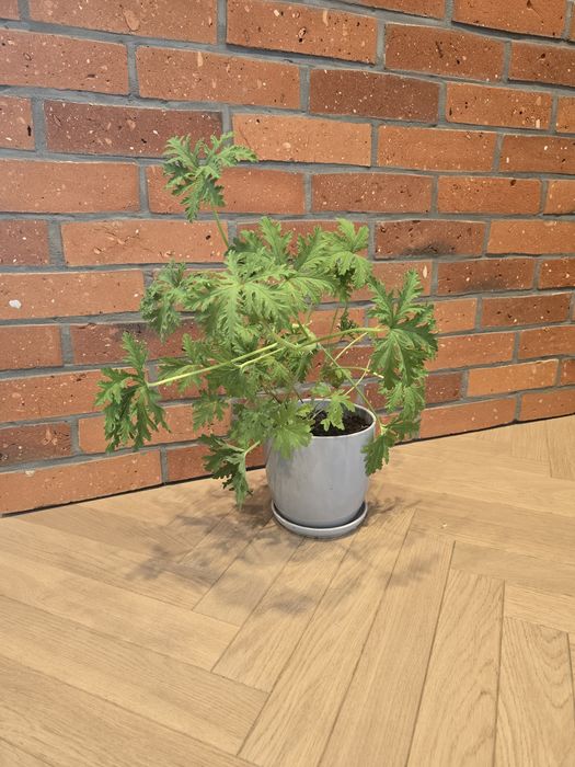 Peralgonia pachnąca ,Geranium